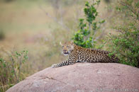 BurrardLucas_serengeti_leopard.jpg