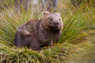 BurrardLucas_sitting_wombat.jpg