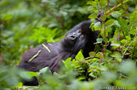 BurrardLucas_snacking_gorilla.jpg