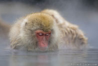 BurrardLucas_snoozing_monkey_Japan.jpg