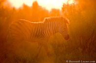 BurrardLucas_sunset_zebra.jpg