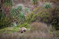 BurrardLucas_tasmania_common_wombat.jpg