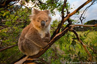 BurrardLucas_victorian_koala_Australia.jpg