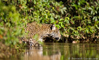 BurrardLucas_wading_jaguar.jpg