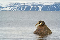 BurrardLucas_walrus_Arctic.jpg