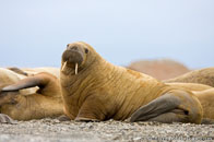 BurrardLucas_walrus_on_beach_Arctic.jpg