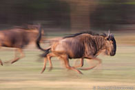 BurrardLucas_wildebeest_herd_running.jpg