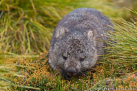 BurrardLucas_wombat_Tasmania.jpg
