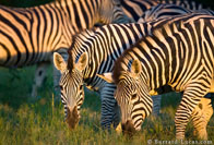 BurrardLucas_zebras_grazing.jpg