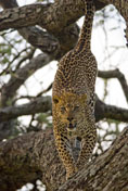 Daniel_Jara_DSC0136-Tanzania_wildlife.jpg