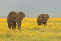 Daniel_Jara_DSC0806-Tanzania_wildlife.jpg