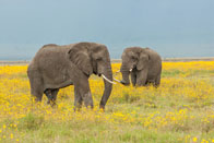 Daniel_Jara_DSC0816-Tanzania_wildlife.jpg