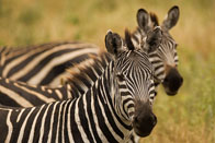 Daniel_Jara_DSC0961-Tanzania_wildlife.jpg