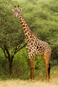 Daniel_Jara_DSC1089-Tanzania_wildlife.jpg