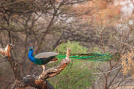 Daniel_Jara_DSC7558-Namibia_wildlife.jpg