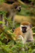 Daniel_Jara_DSC7711-Tanzania_wildlife.jpg