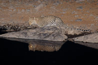 Daniel_Jara_DSC7825-Namibia_wildlife.jpg