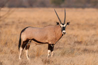 Daniel_Jara_DSC8094-Namibia_wildlife.jpg