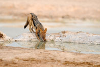 Daniel_Jara_DSC8146-Namibia_wildlife.jpg