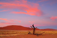 Daniel_Jara_DSC8636-Namibia.jpg