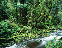 popp-hackner_New_Zealand_rainforest_01.jpg