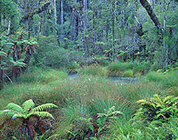 popp-hackner_New_Zealand_rainforest_02.jpg