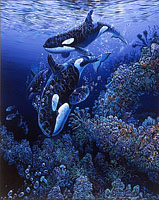 THE_INTELLIGENT_ORCA_NEAR_PT_LOBOS_1782.jpg